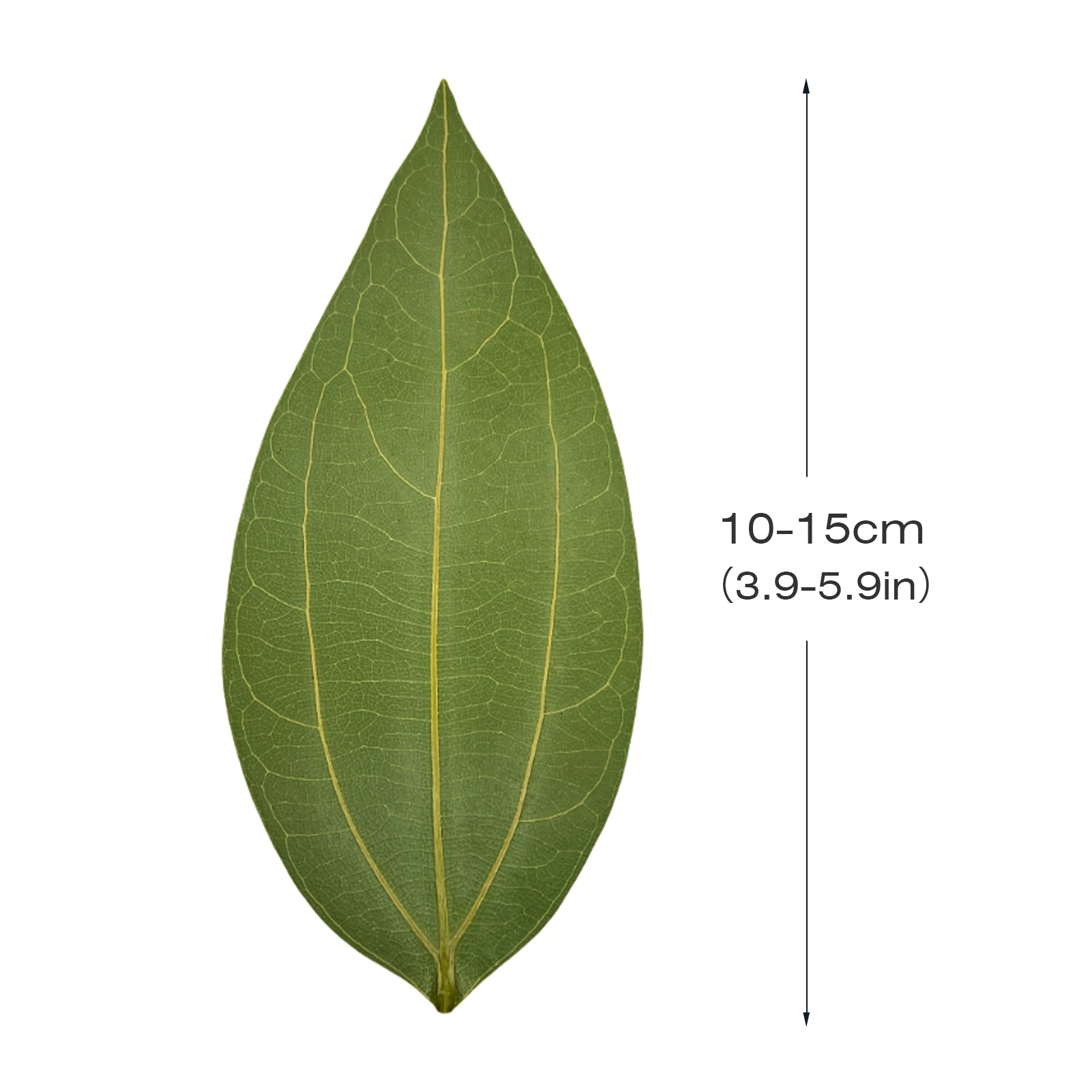 ComMarker Blank Leaf Engraving Kit (10pcs)